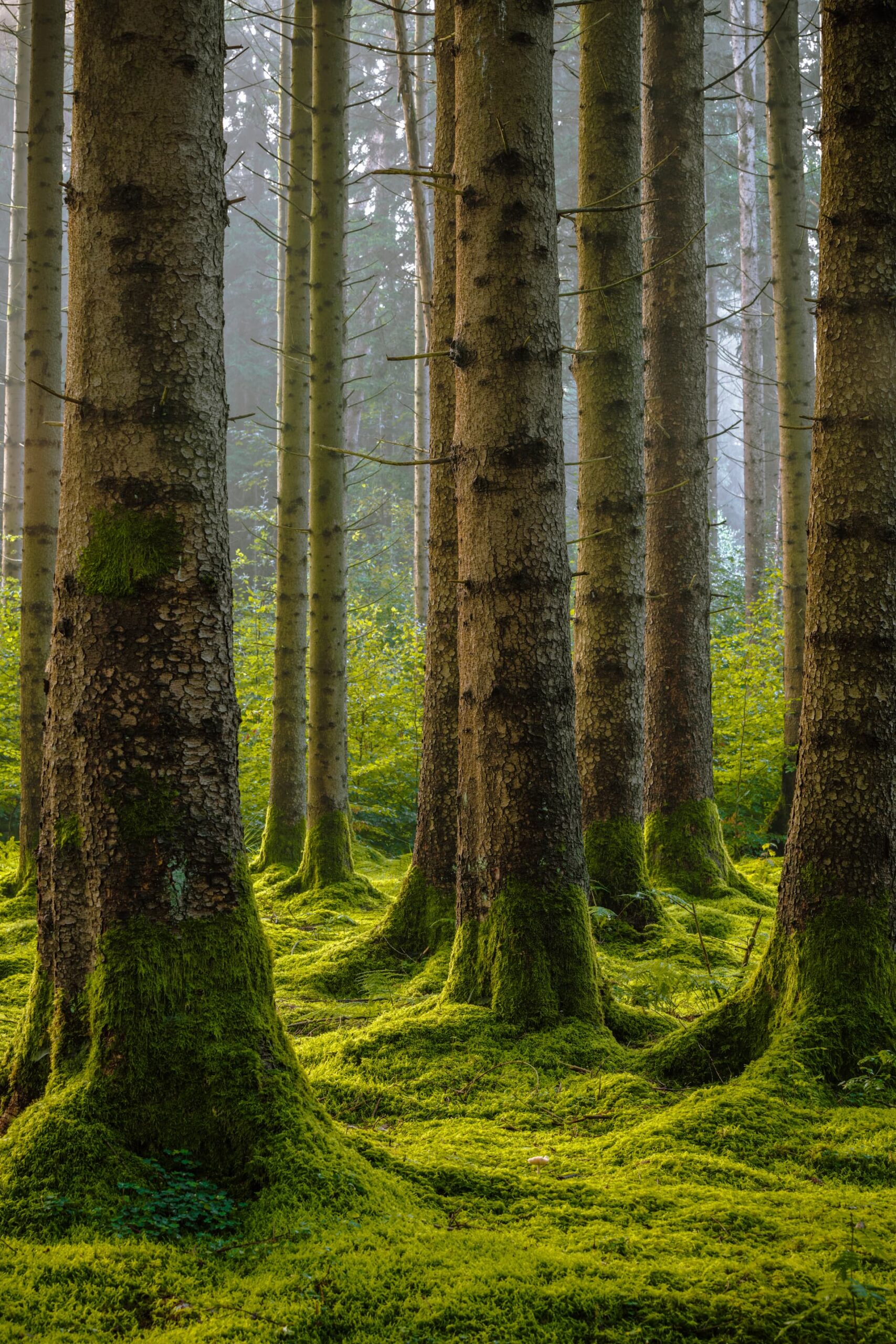 Forêt avec lit de mouse au pied des arbres